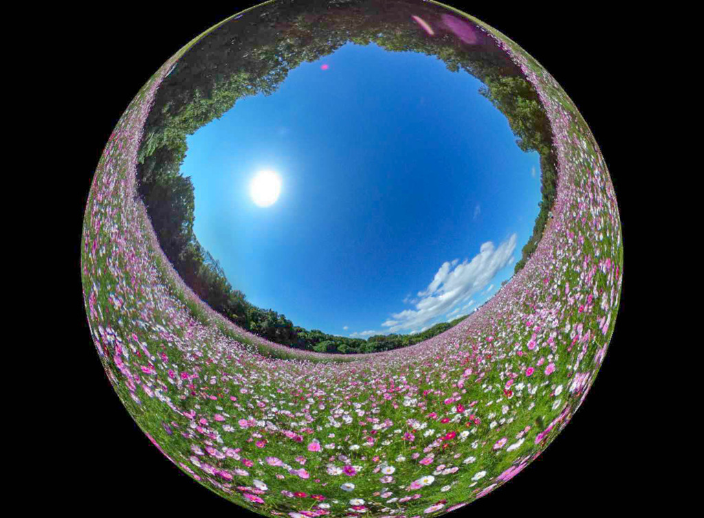 コスモス360°