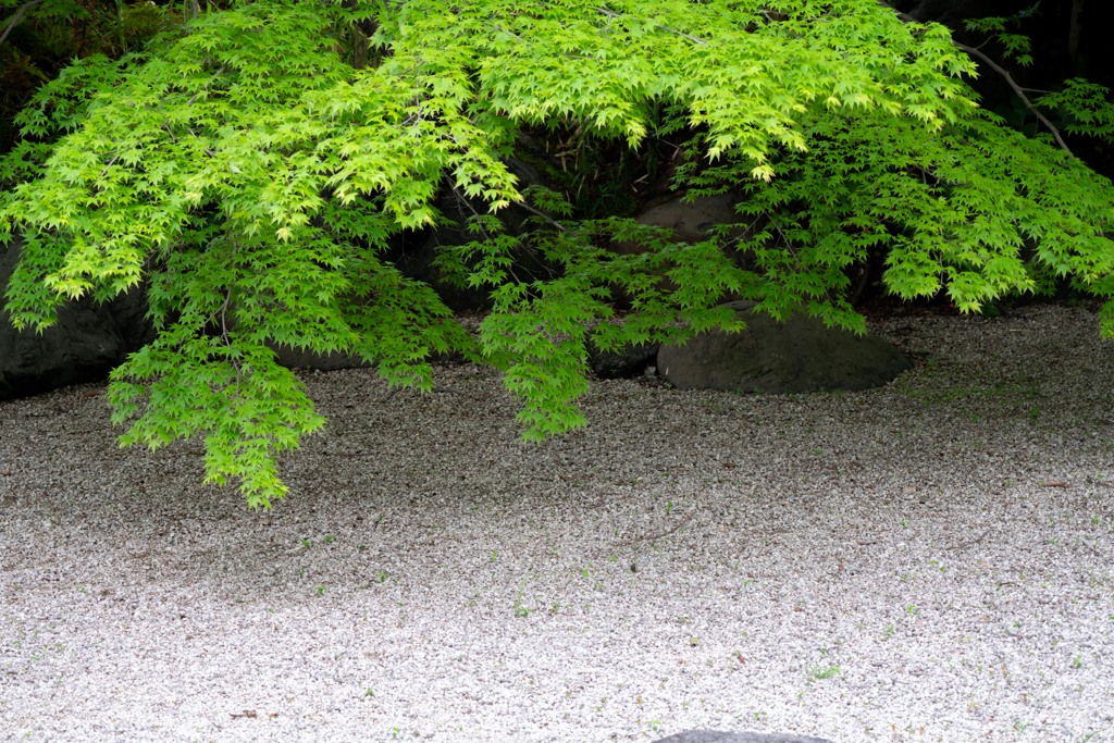 新緑の州浜