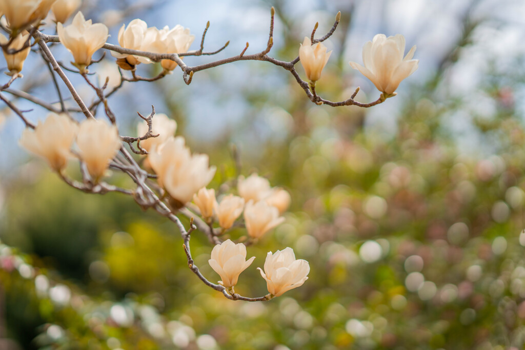 コブシの花