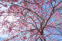 やっぱり桜！