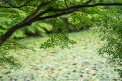 秋を待つ「長谷池」