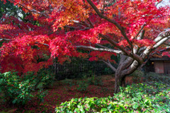 秋の「汎庵」