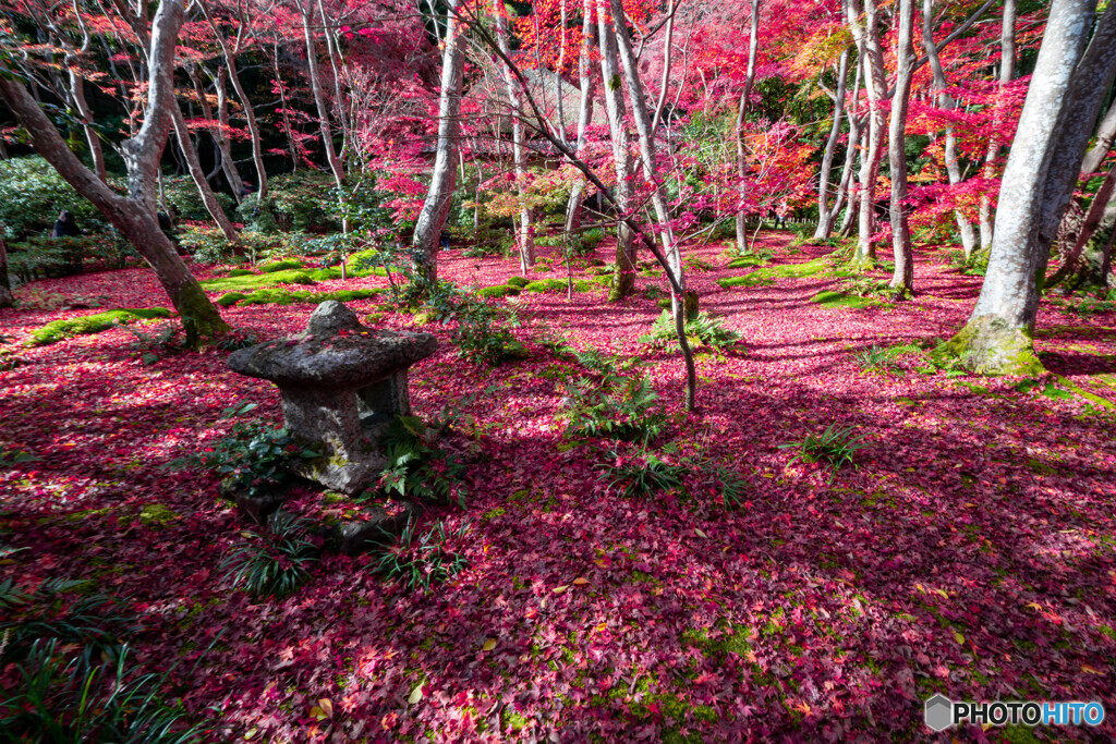 祇王寺 散り紅葉－1