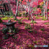祇王寺 散り紅葉－1