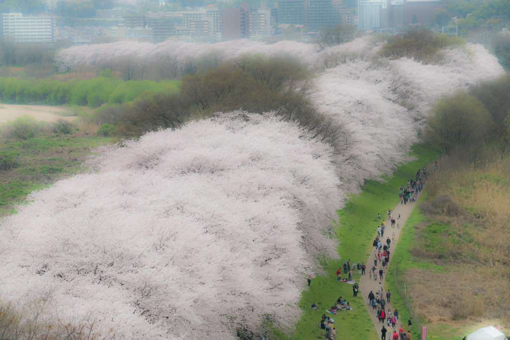 桜燃ゆ