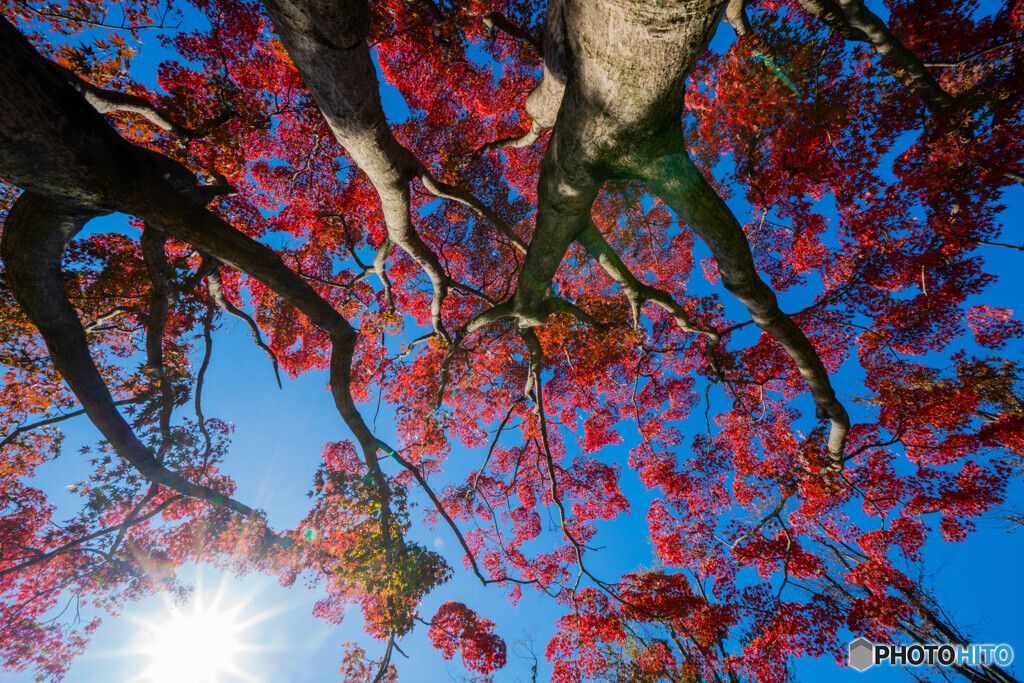 朝の紅葉