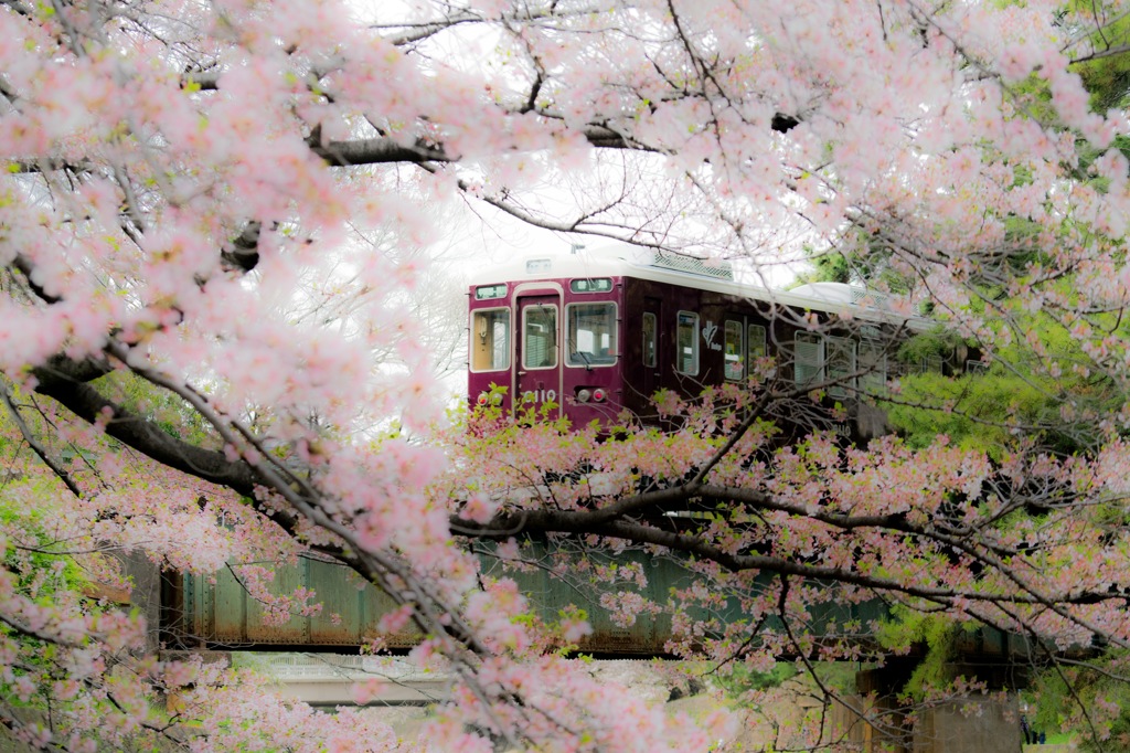 桜並木