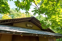 柿の木と茶室