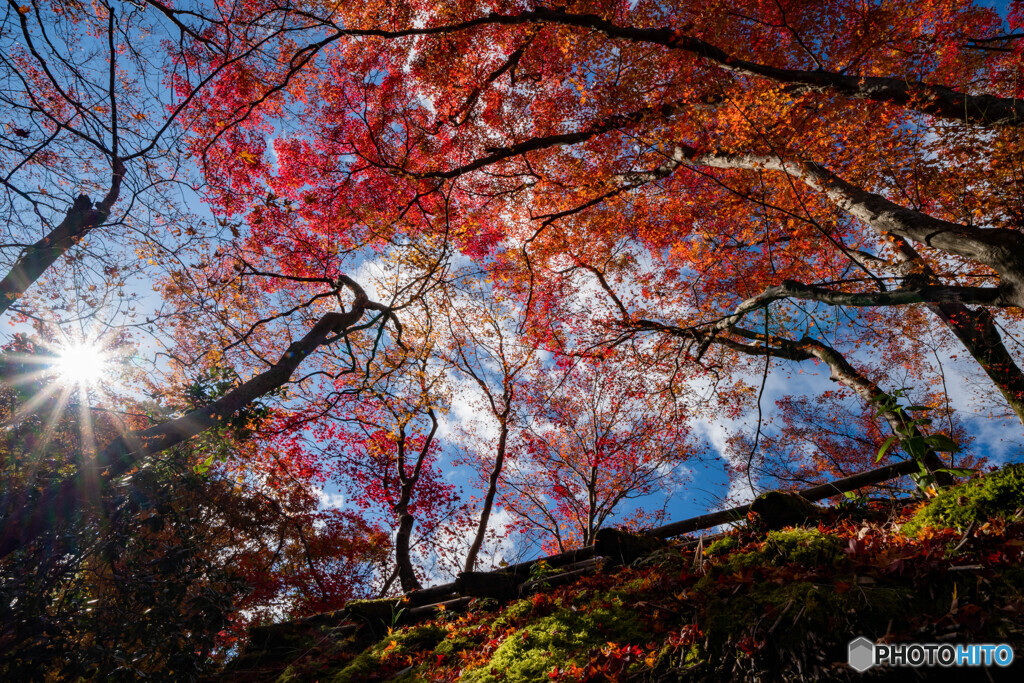 茅葺き山門