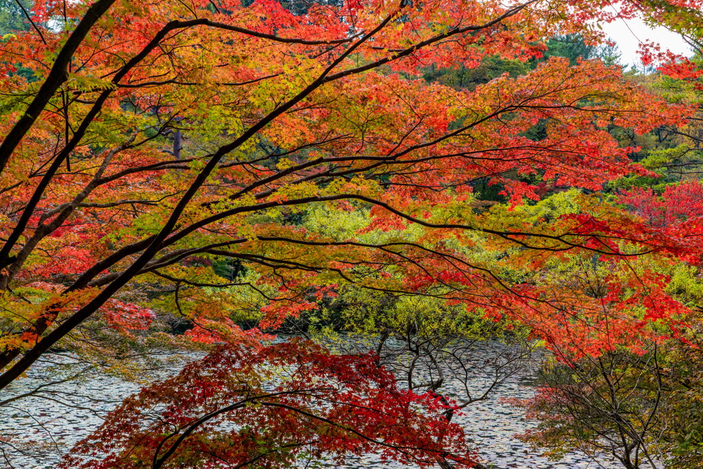 紅葉の長谷池－１
