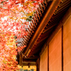 土塀の秋