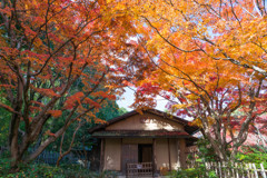 「汎庵」の紅葉