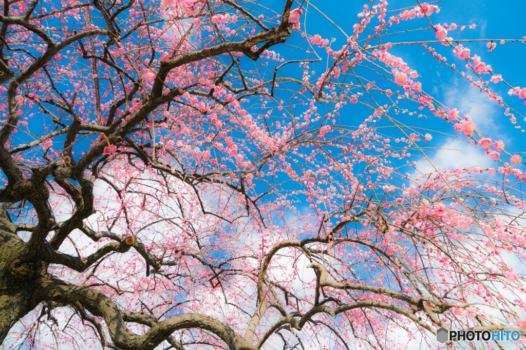 春近し