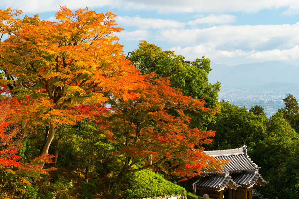 東門紅葉
