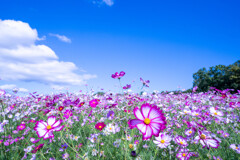 万博公園　コスモス　-1
