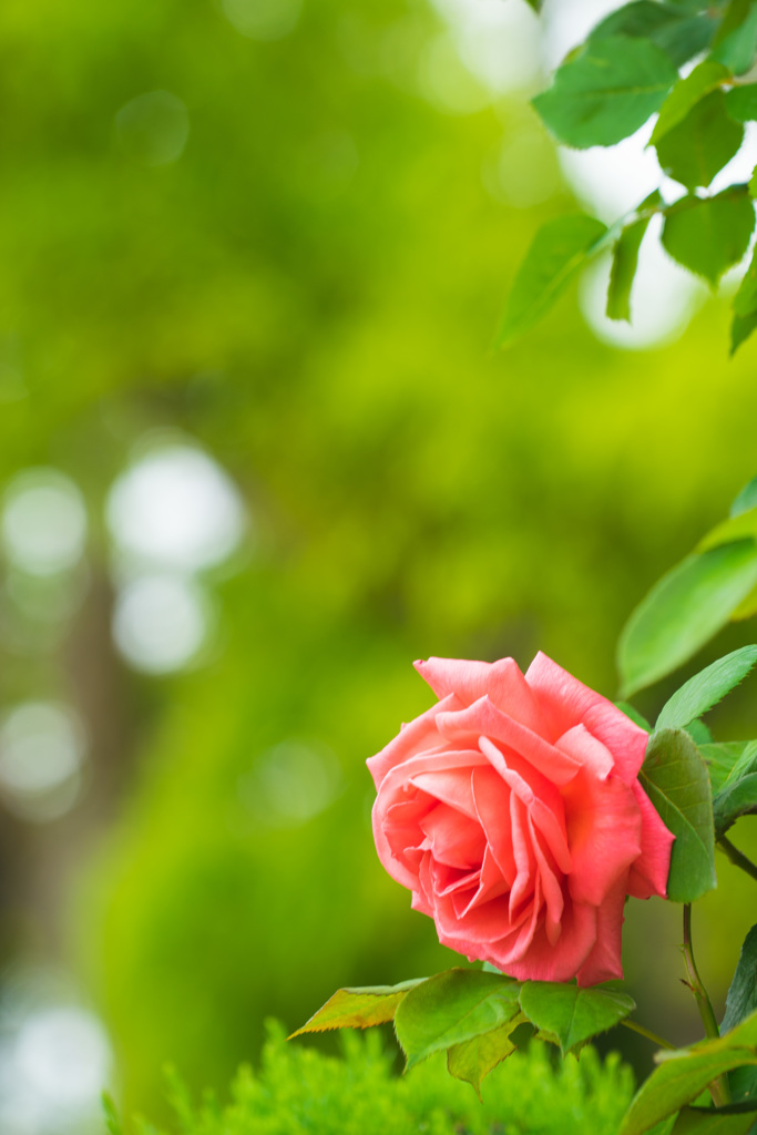 薔薇一輪