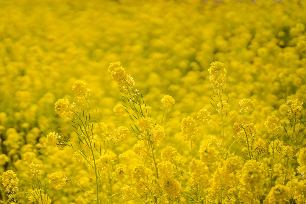 菜の花畑