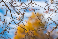 秋に咲く「10月桜」