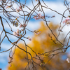 秋に咲く「10月桜」