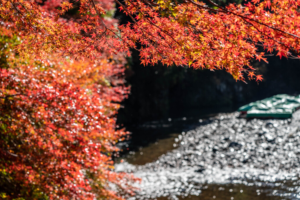 通り雨に輝く紅葉