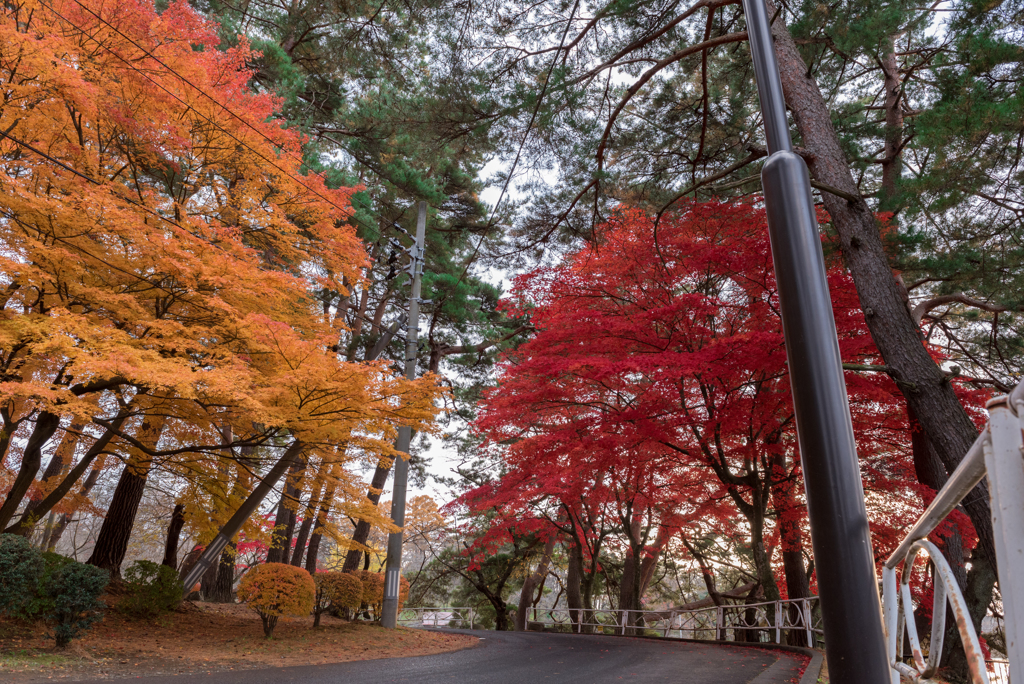 高松の池　お写んぽ
