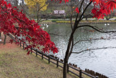 高松の池　お写んぽ
