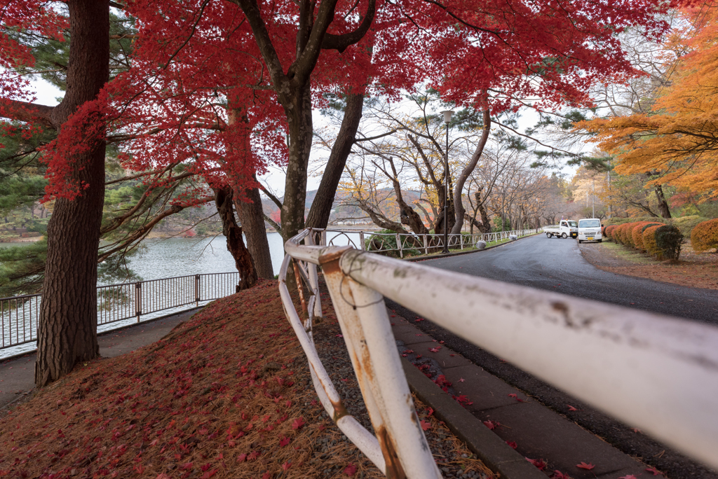 高松の池　お写んぽ
