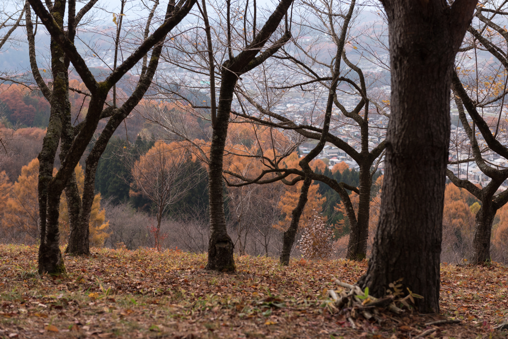 岩山展望台