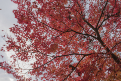 高松の池　お写んぽ