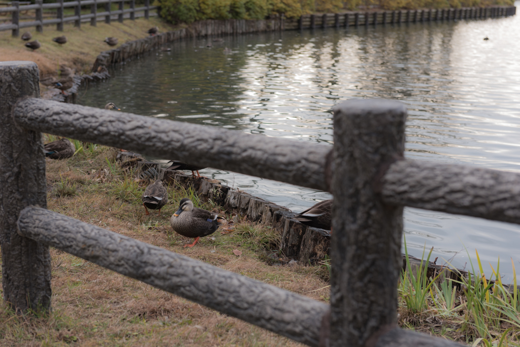 高松の池　お写んぽ