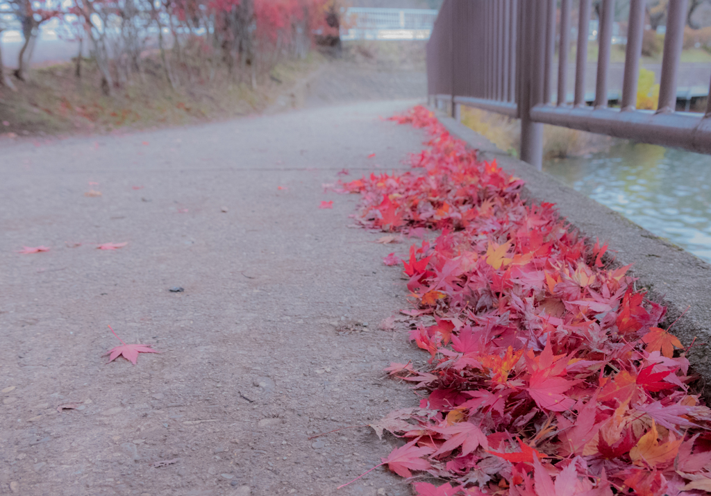 高松の池　お写んぽ