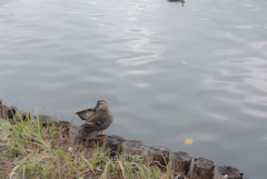 高松の池　お写んぽ