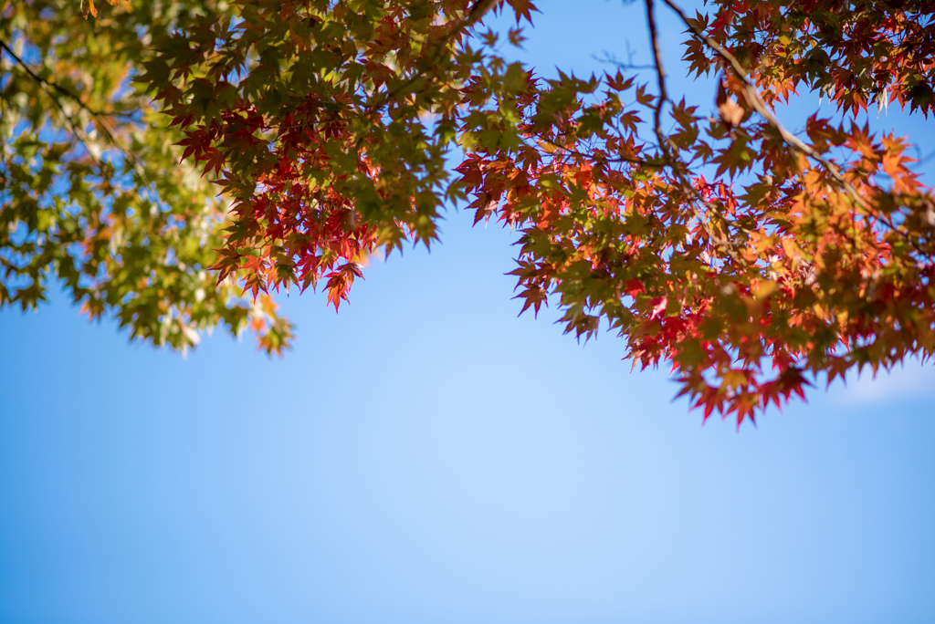 盛岡城跡（岩手）公園　紅葉