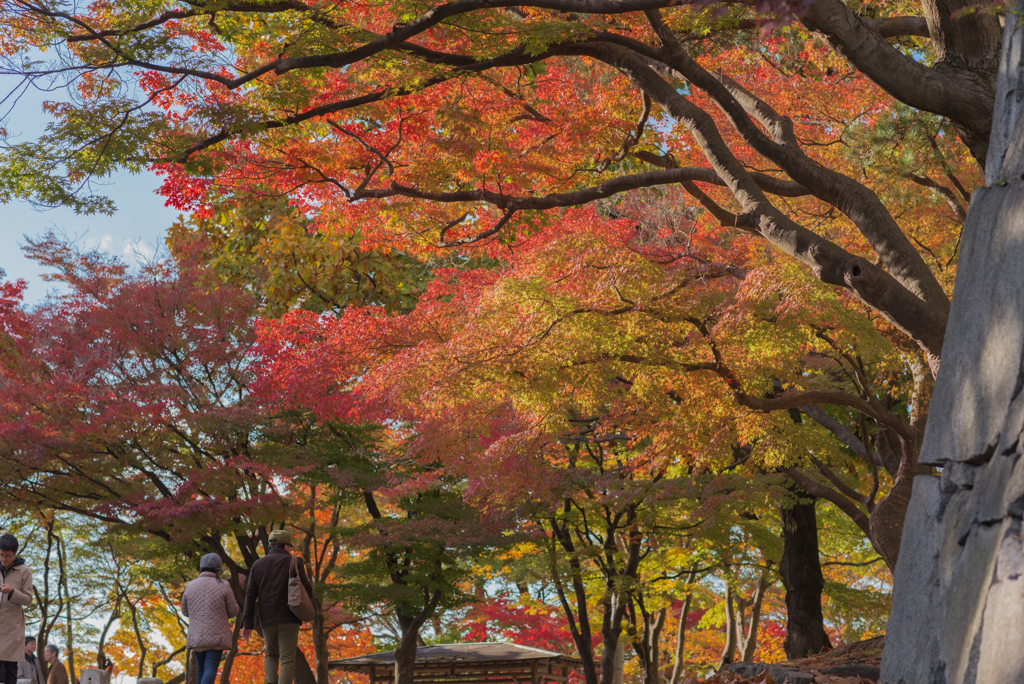 盛岡城跡（岩手）公園　紅葉