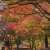 盛岡城跡（岩手）公園　紅葉