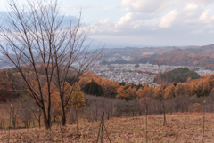 岩山展望台