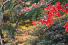 IMGP0439