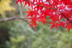 IMGP0215