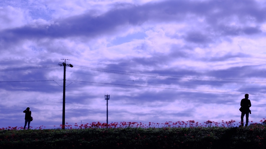 彼岸花、撮る人それを写す人