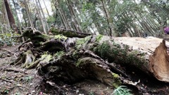 鞍馬山の倒木⑤