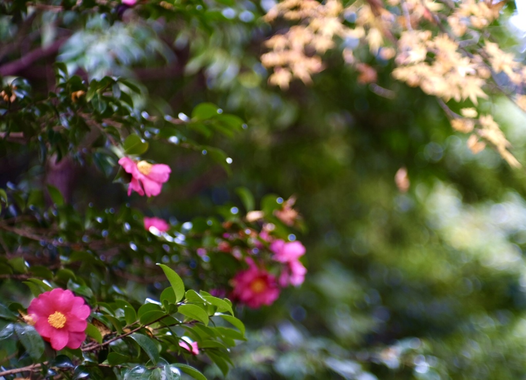 山茶花II