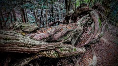 鞍馬山の倒木④