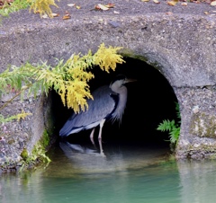 鷺団地