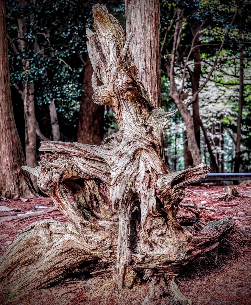鞍馬山の倒木⑦
