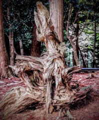 鞍馬山の倒木⑦