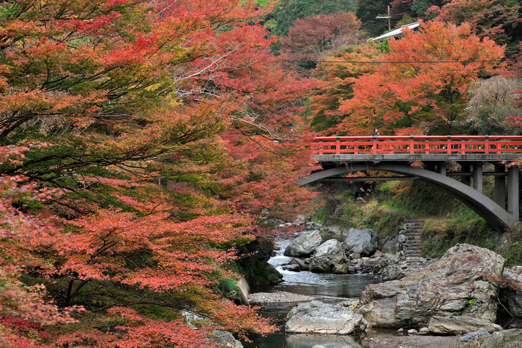 紅葉Ⅶ