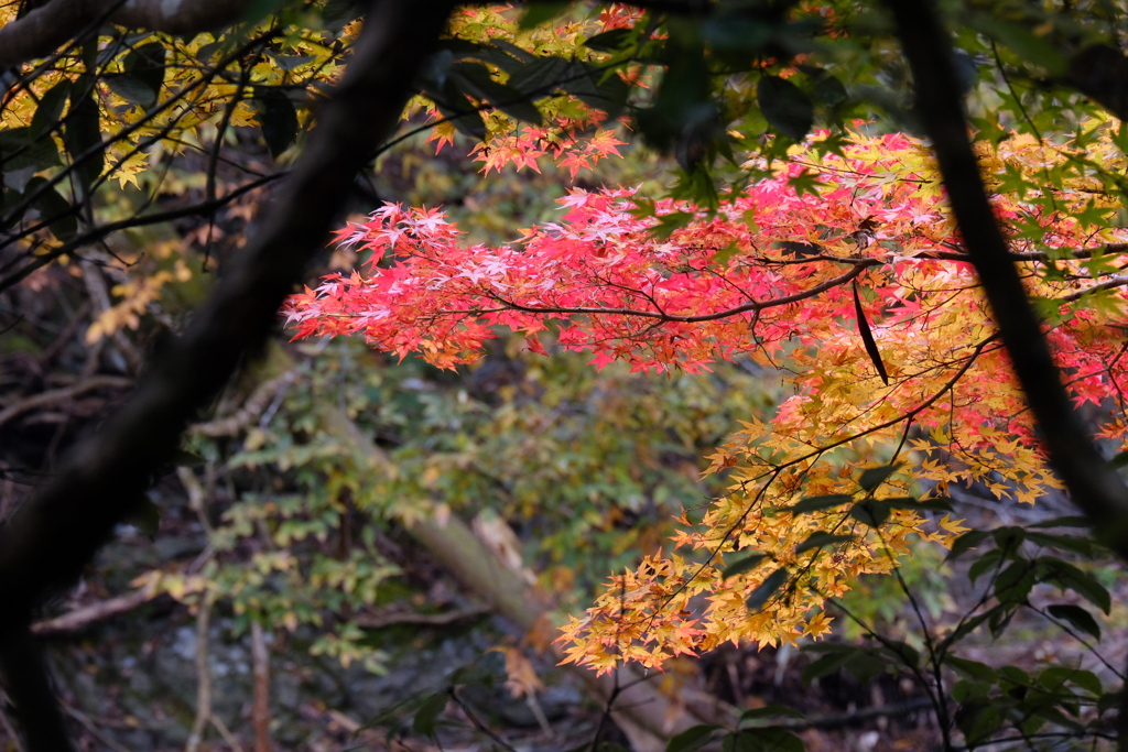 紅葉Ⅸ