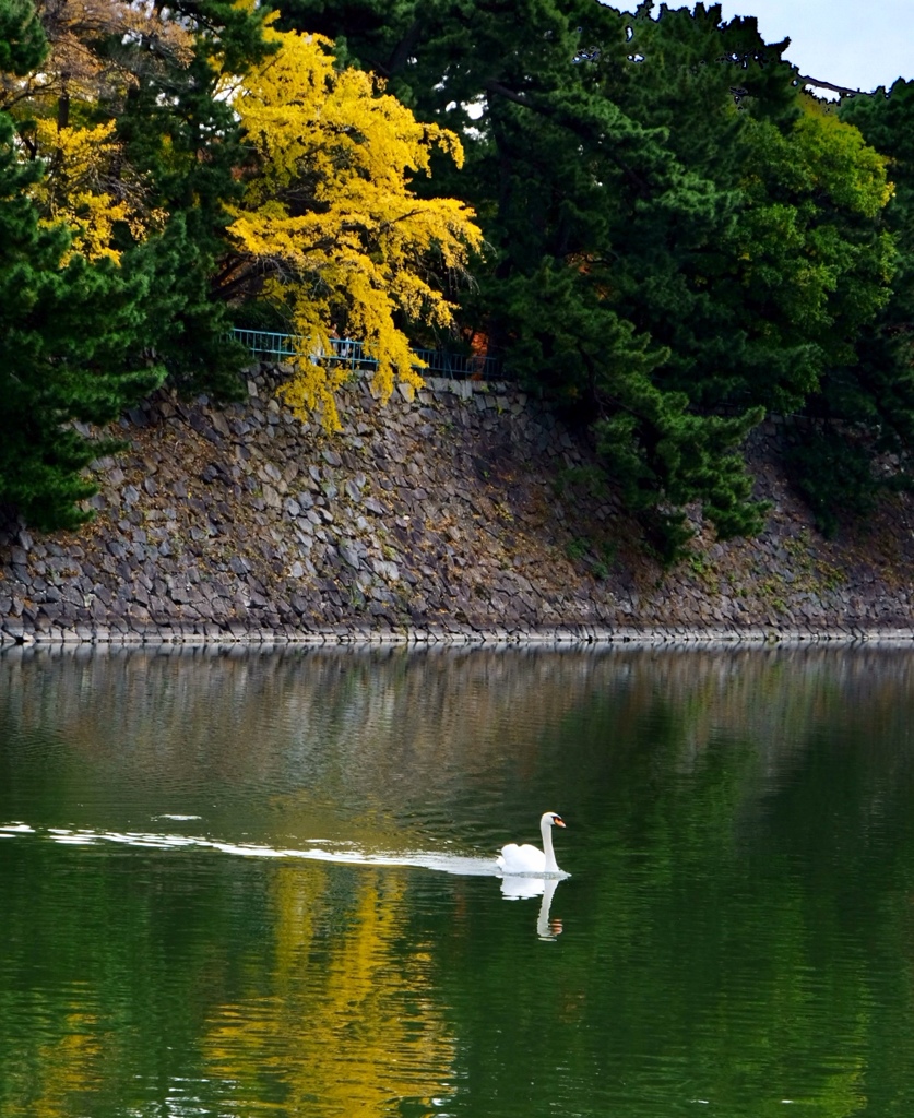水面を揺らして