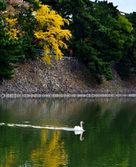 水面を揺らして