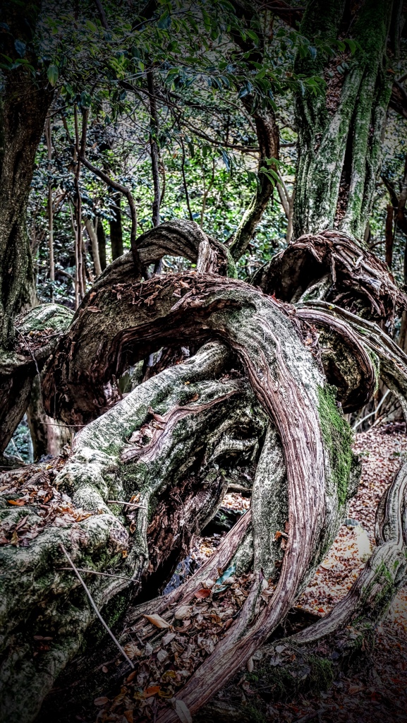 鞍馬山の倒木③
